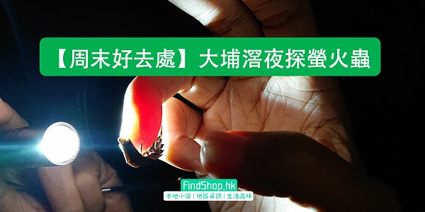 周末好去處 大埔滘夜探螢火蟲 大埔 Findshop Hk