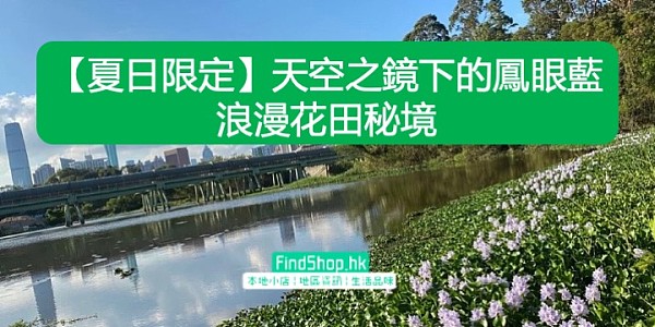 【夏日限定】天空之鏡下的鳳眼藍 浪漫花田秘境