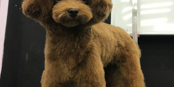 寵物美容 Doggie Buddies Grooming 老友狗狗上門寵物美容